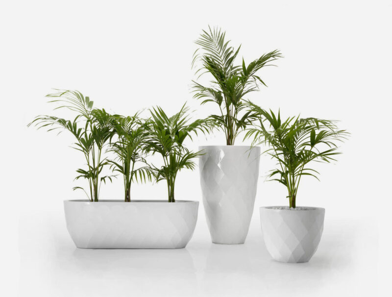 3 different sized white vases planter by Vondom with palms growing out of them.